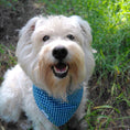 Load image into Gallery viewer, White dog sitting in grass wearing Blueberry gingham bandana by Paw Theory Pets