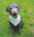 Load image into Gallery viewer, Dog wearing Forest Dweller bandana by Paw Theory Pets — earthy green nature-inspired design by local artist Sophia Lee