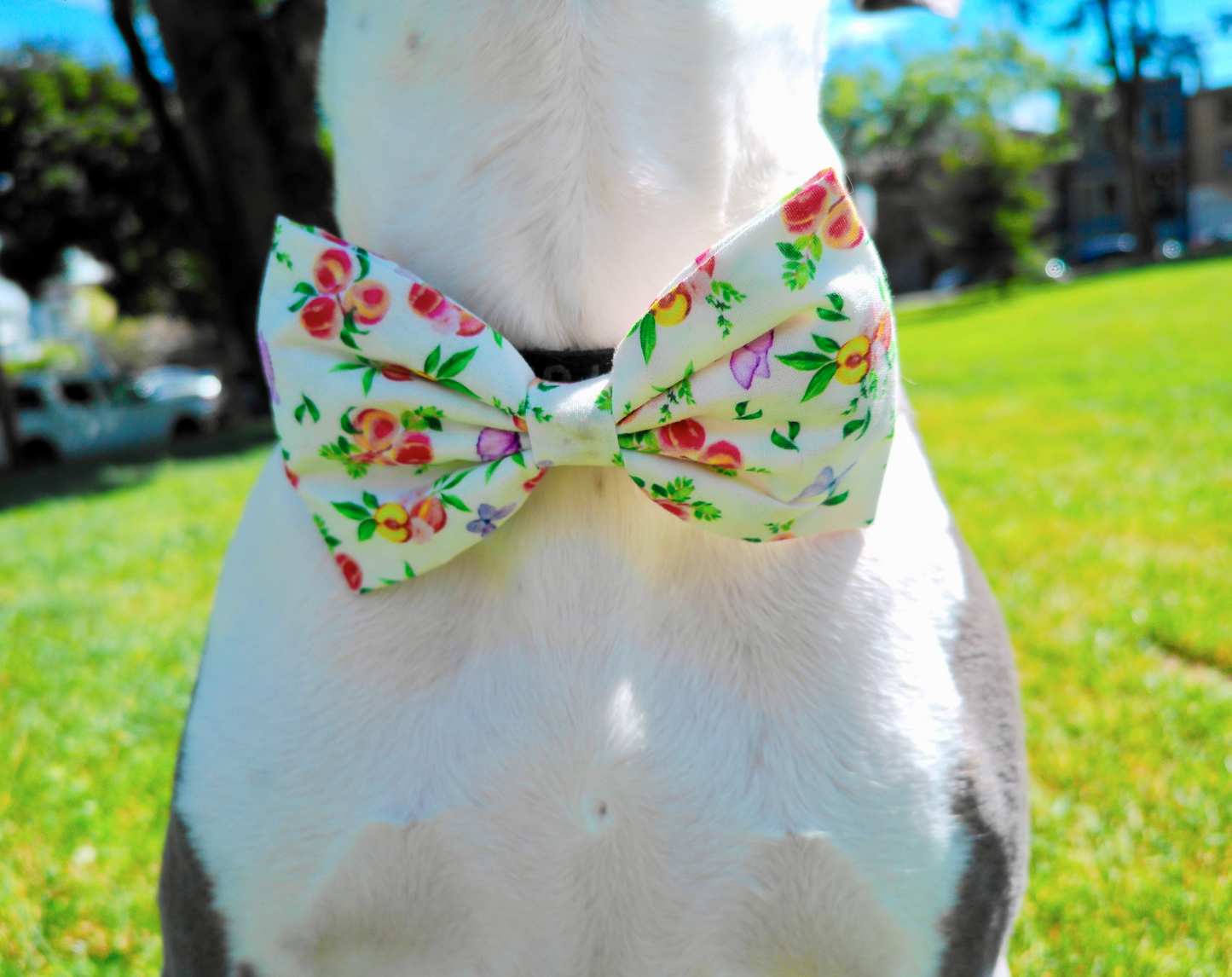 Momo Peach Dog Bowtie