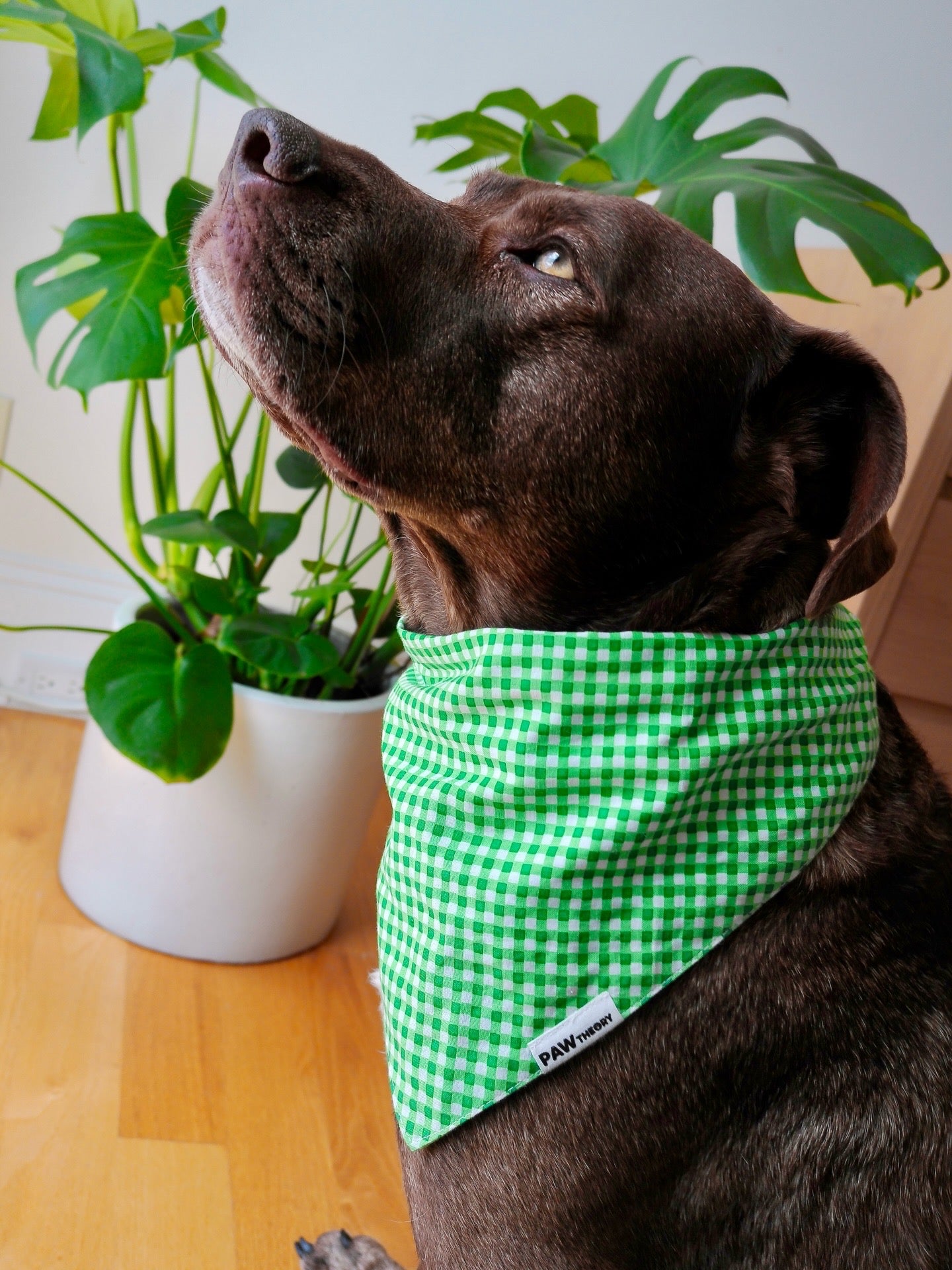 Gingham Dog Bandana in Clover Green