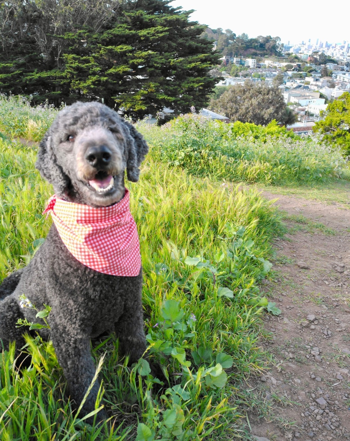 Gingham Dog Bandana in Strawberry