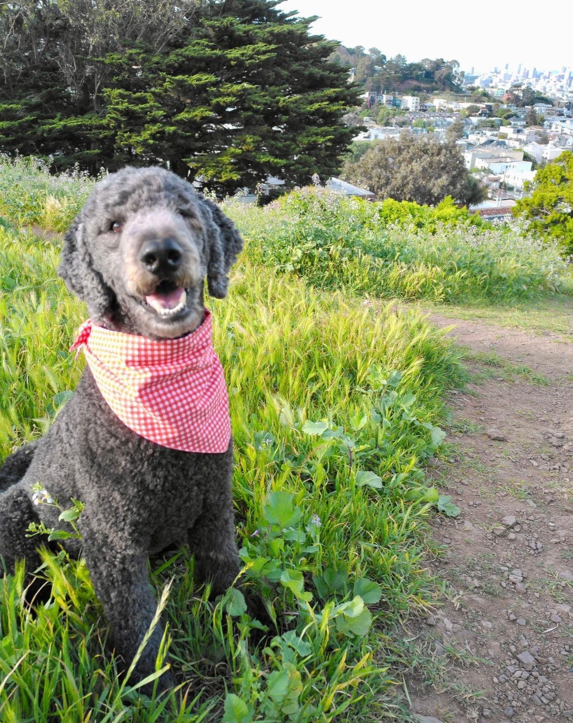 Dog wearing Strawberry gingham bandana outdoors — classic red check design by Paw Theory Pets