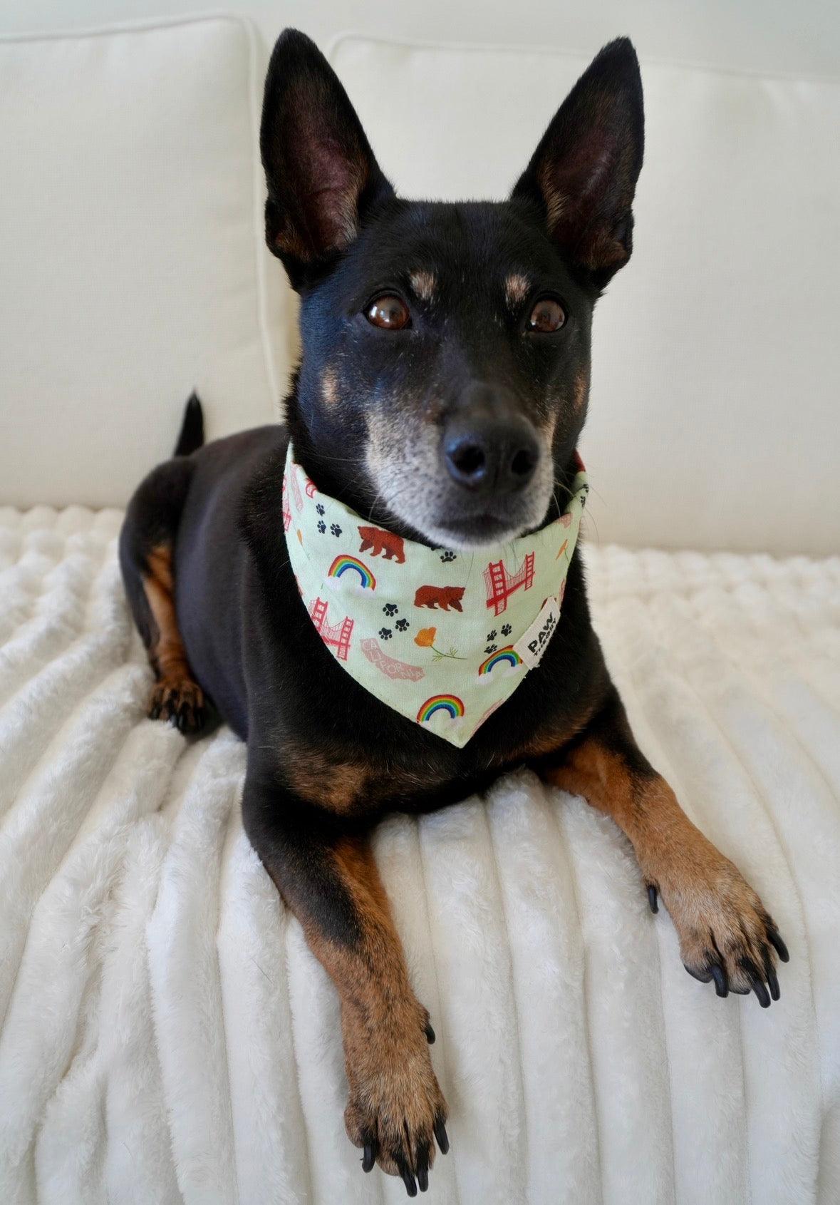 California Pride dog bandana lifestyle photo by Paw Theory Pets — California-themed design with bears, poppies, and Golden Gate Bridge