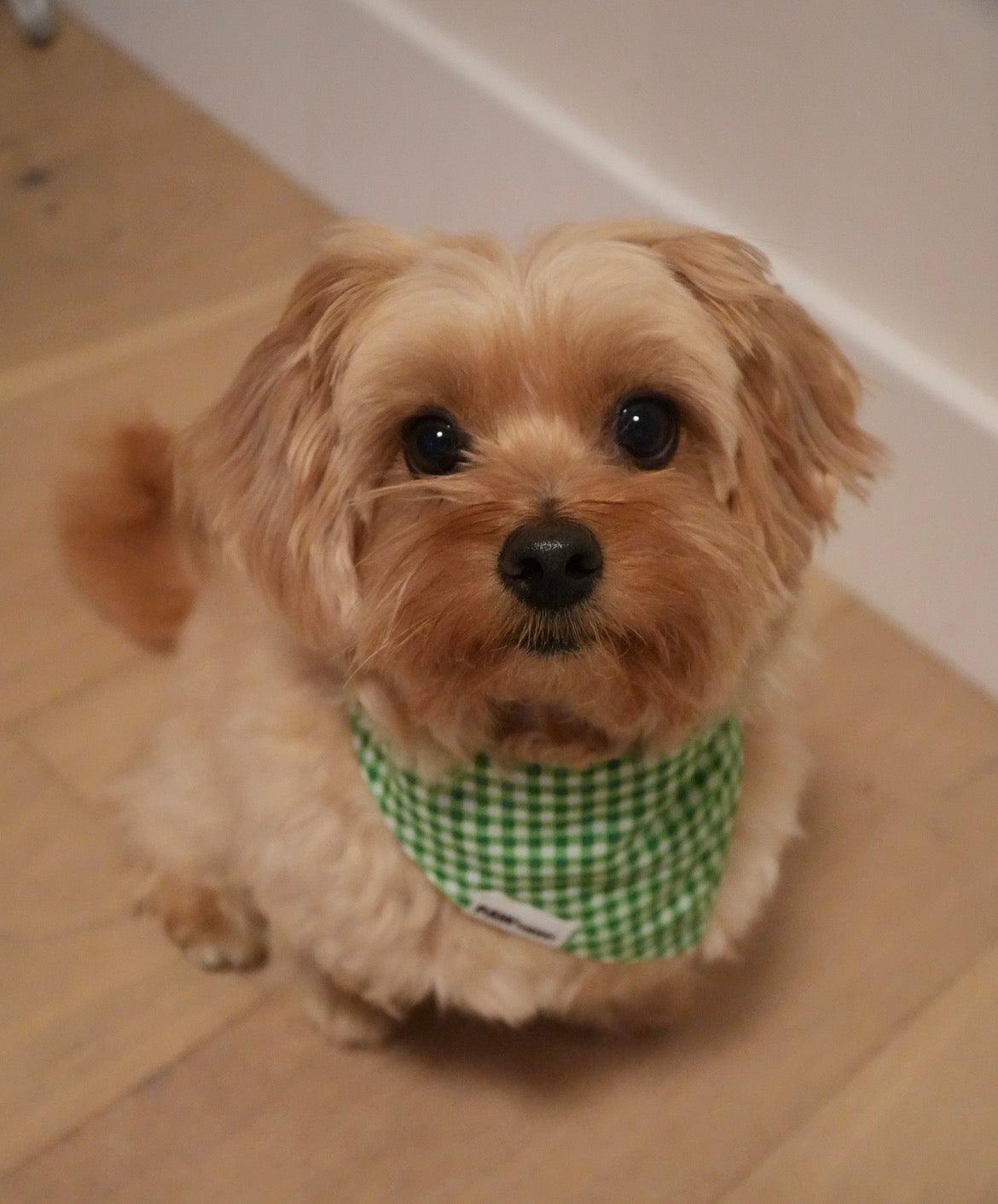 Clover Green gingham dog bandana styled outdoors — handmade cotton tie-on by Paw Theory Pets