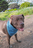 Load image into Gallery viewer, Dog wearing Blueberry blue gingham bandana by Paw Theory Pets — timeless countryside style
