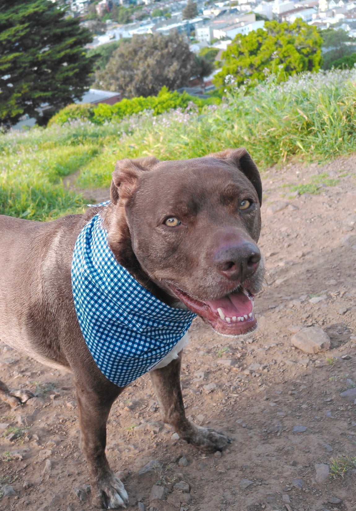 Gingham Dog Bandana in Blueberry