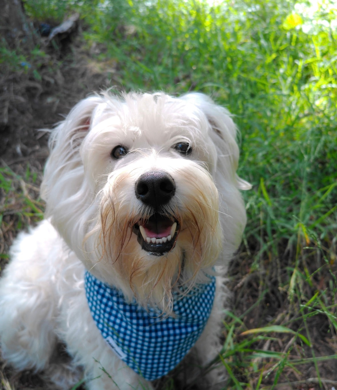 White dog with a blue gingham bandana sitting in grass