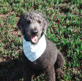 Load image into Gallery viewer, Gray poodle wearing mint green and white checkered dog bandana with paw prints, sitting on grass
