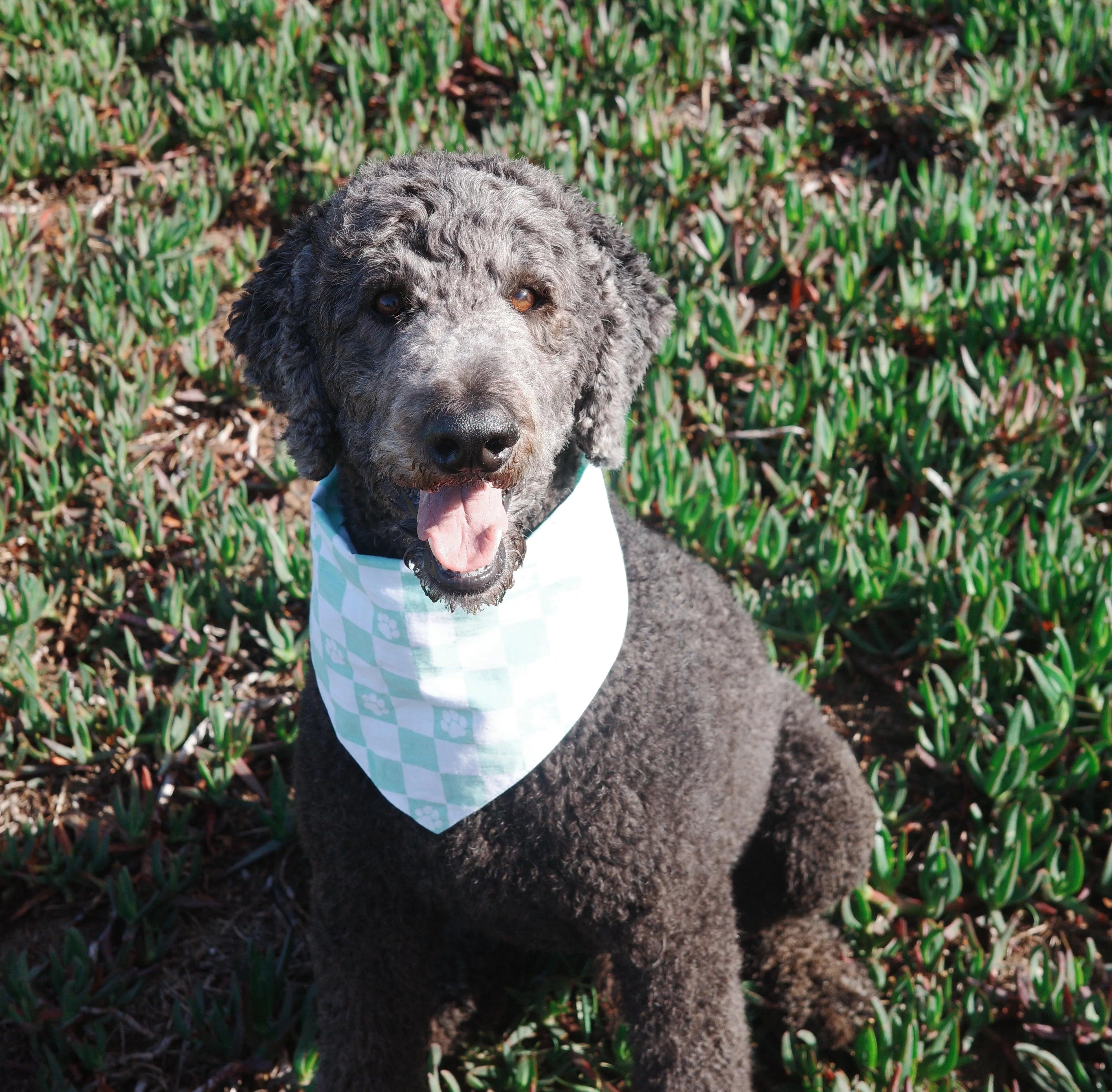 Happy gray poodle wearing mint green and white checkered dog bandana with paw prints, sitting on grass.