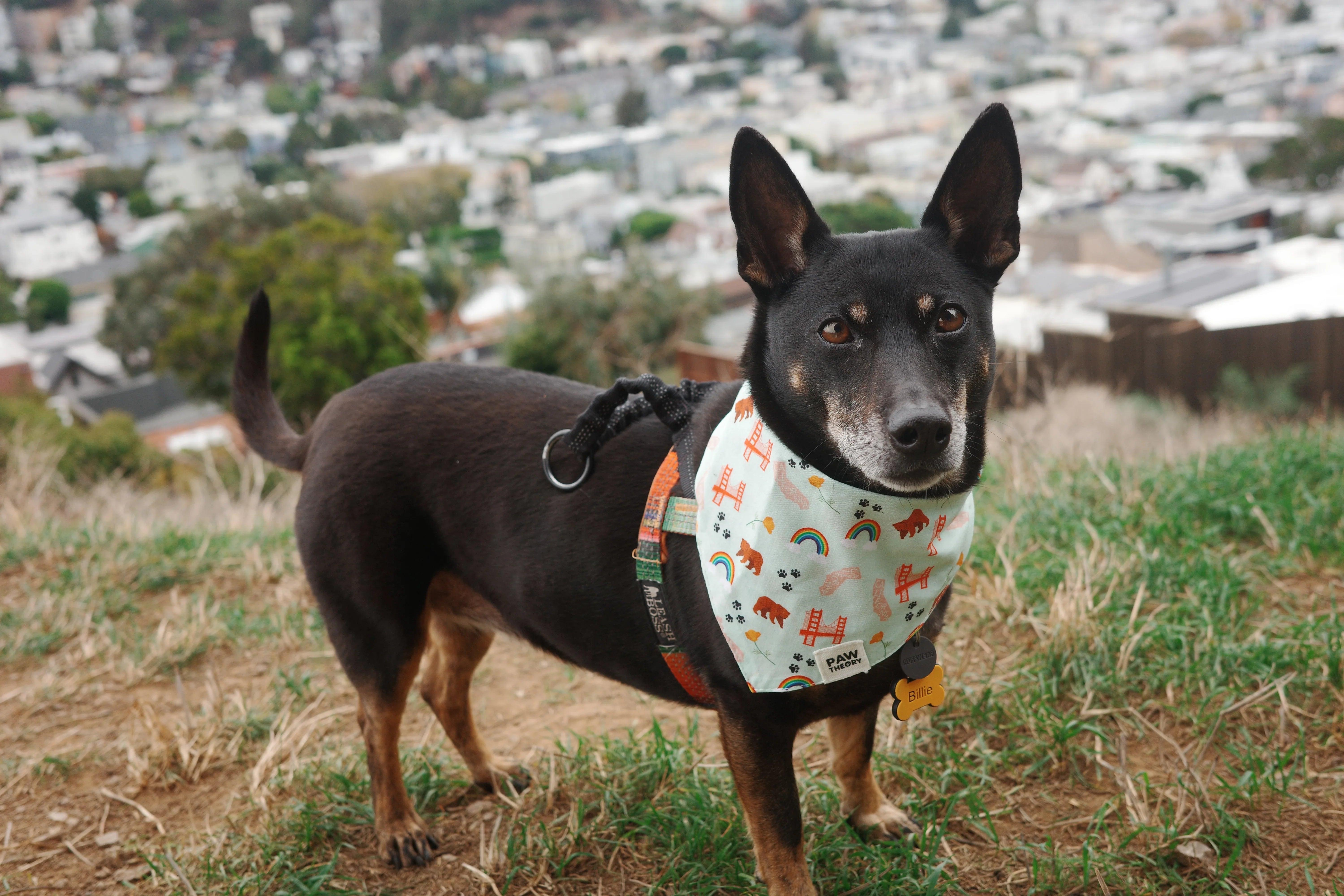 Black dog wearing colorful bandana with rainbows and bears, standing on grassy hill overlooking city