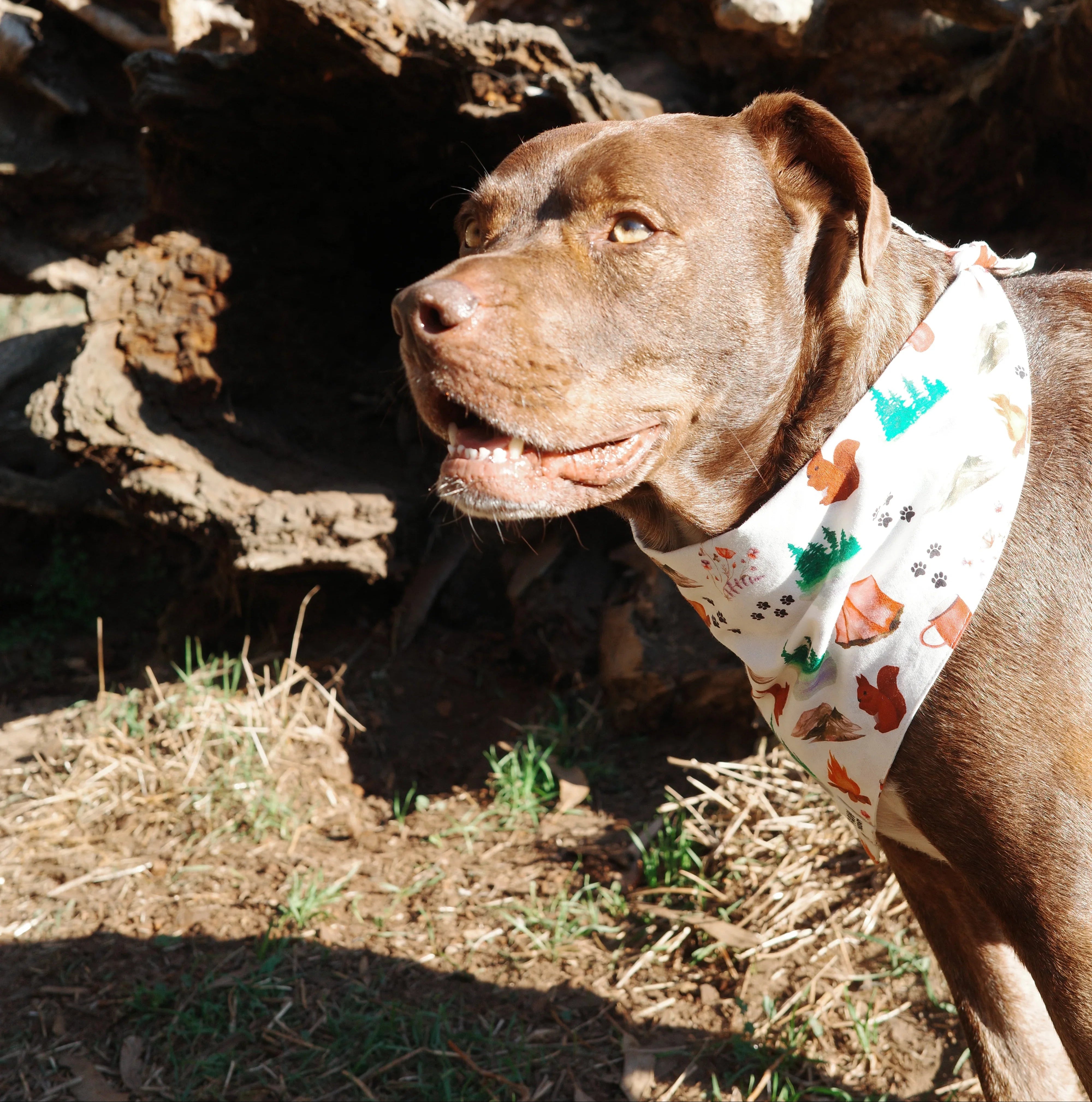 Brown dog wearing a colorful bandana with autumn designs, standing outdoors near a tree.