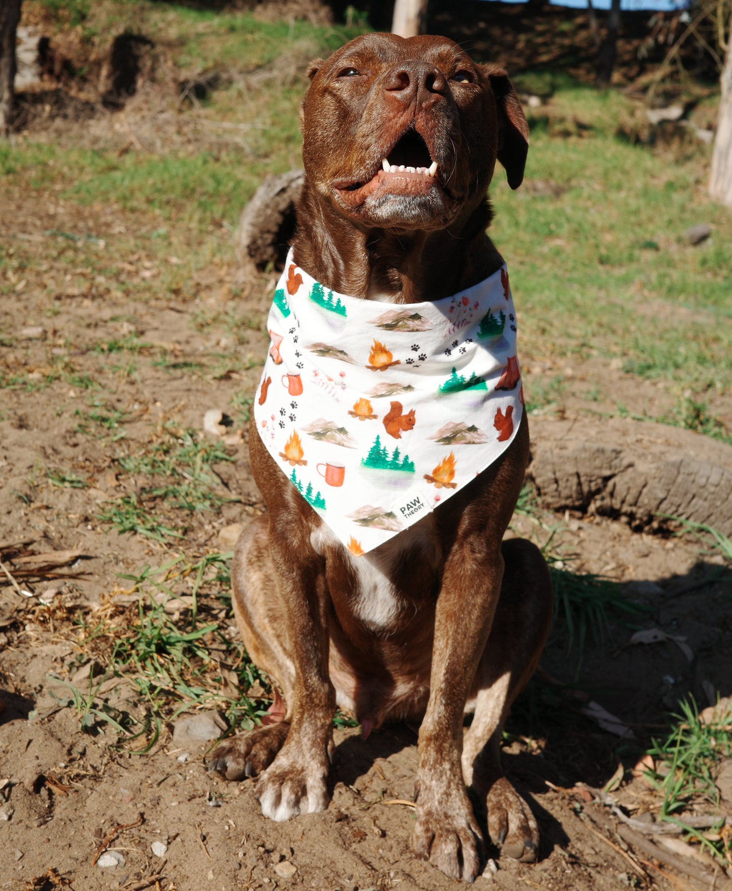 Cosmo is 74 lbs and wears a size XL