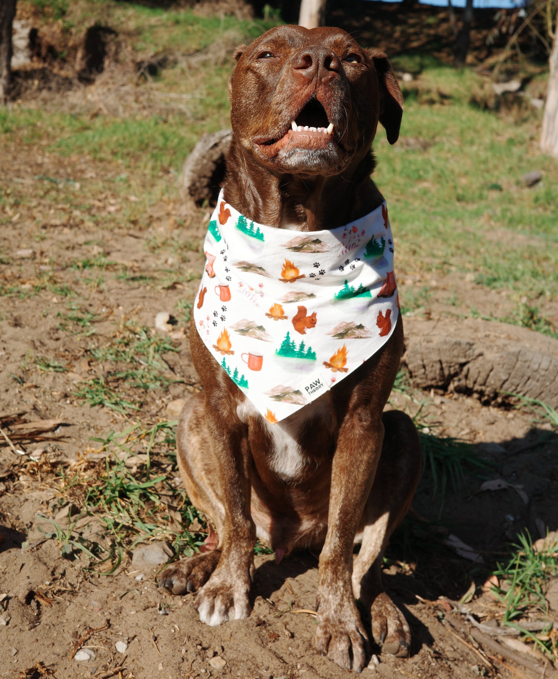 Cosmo is 74 lbs and wears a size XL