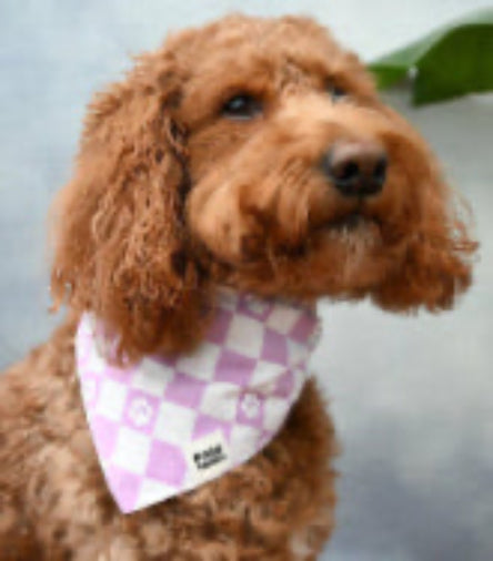 Purple and white checkered dog bandana with paw prints, worn by fluffy brown dog
