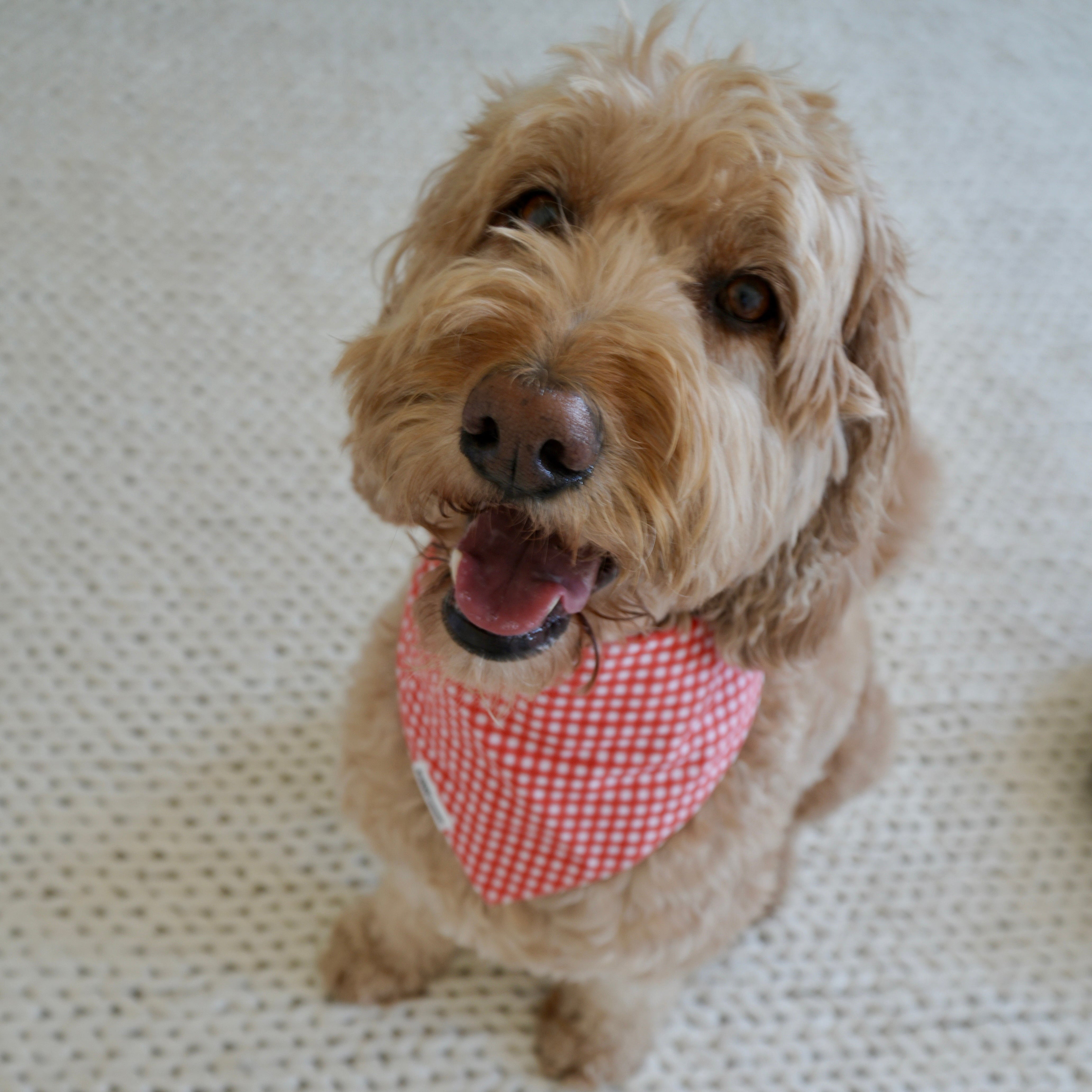 Dog wearing a red checkered bandana on a textured surface