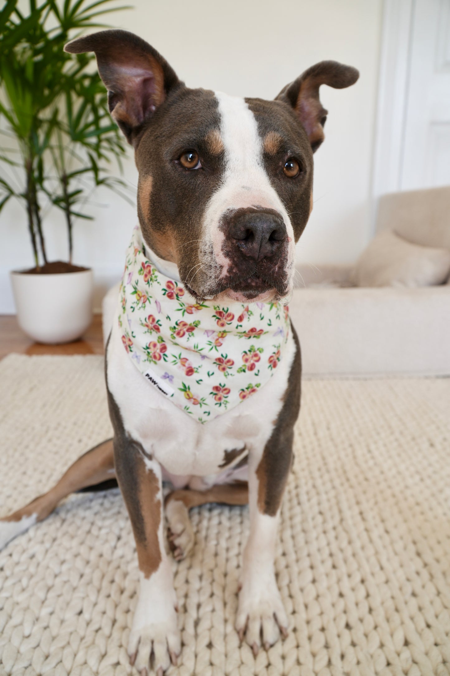 Momo “Peach” Dog Bandana