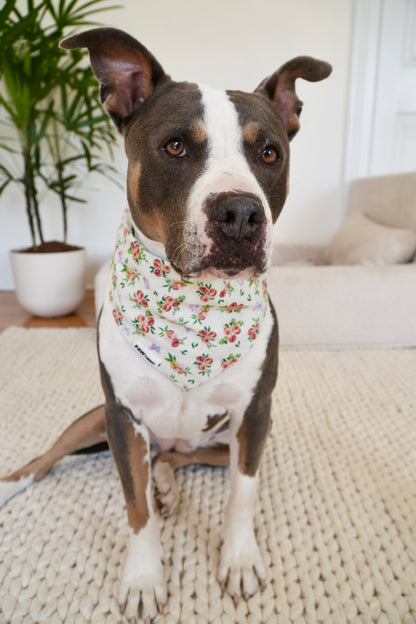 Momo “Peach” Dog Bandana
