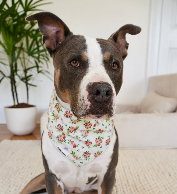 Dog wearing Momo Peach dog bandana by Paw Theory Pets — spring floral design made from breathable cotton