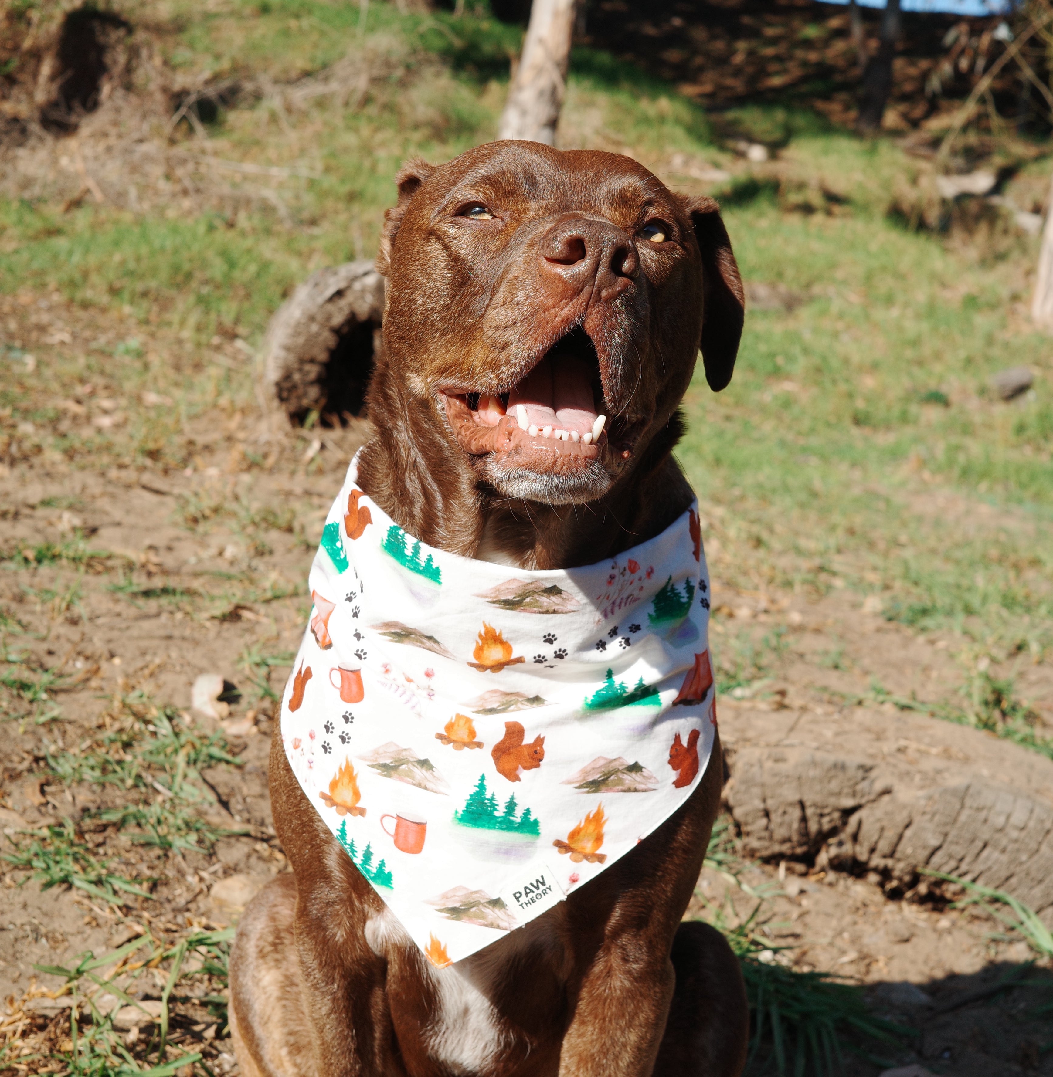 Dog wearing the Wander camping-themed dog bandana by Paw Theory Pets