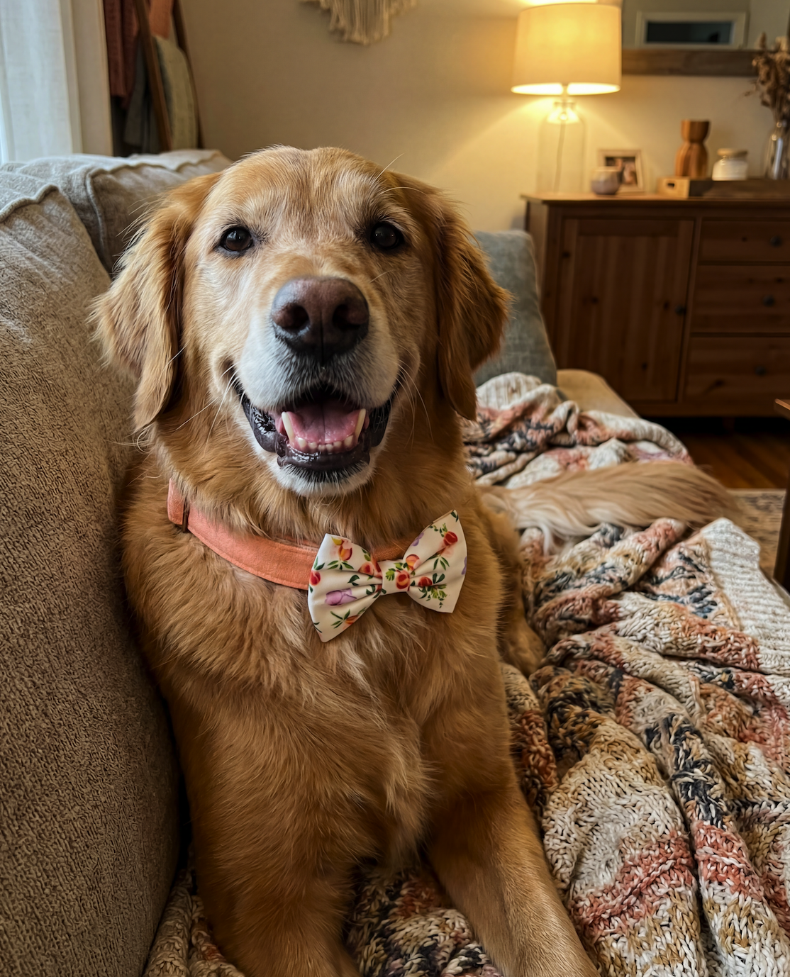 Momo Peach dog bowtie on model — showing peach floral fabric detail and fit