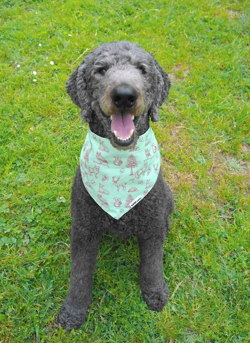Dog wearing the Forest Dweller set by Paw Theory Pets
