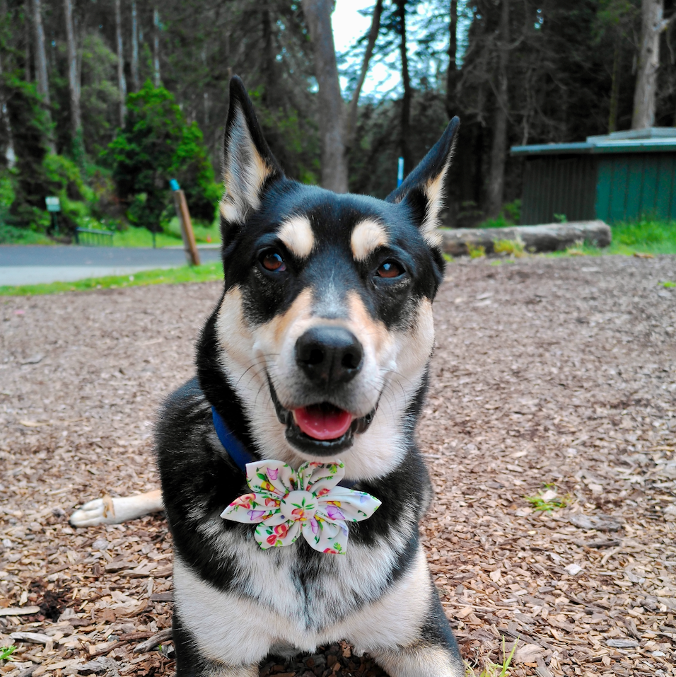 "Momo" Peach Collar Flower