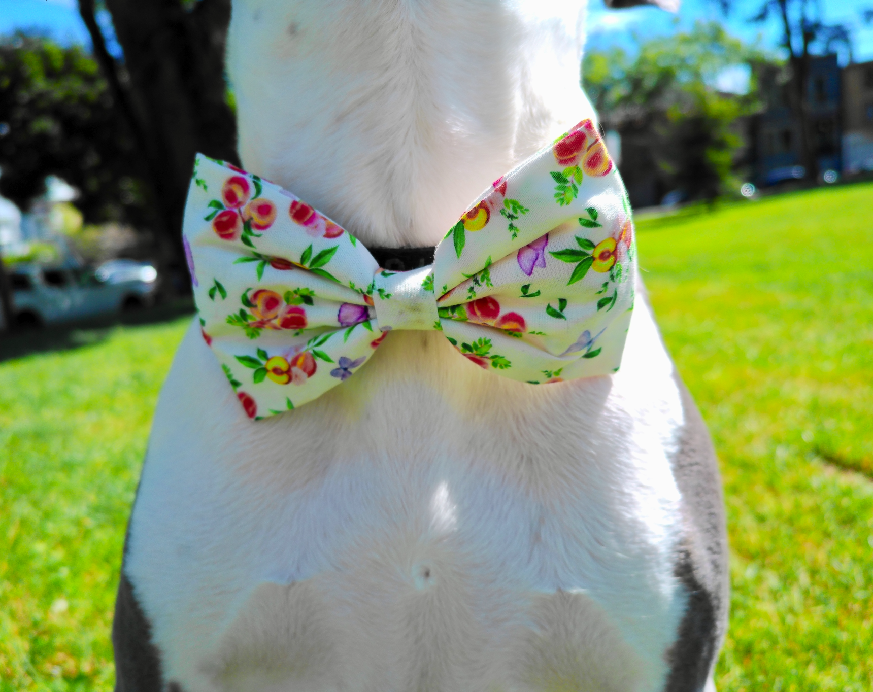 Momo Peach complete the look — dog bowtie styled with matching bandana and accessories by Paw Theory Pets