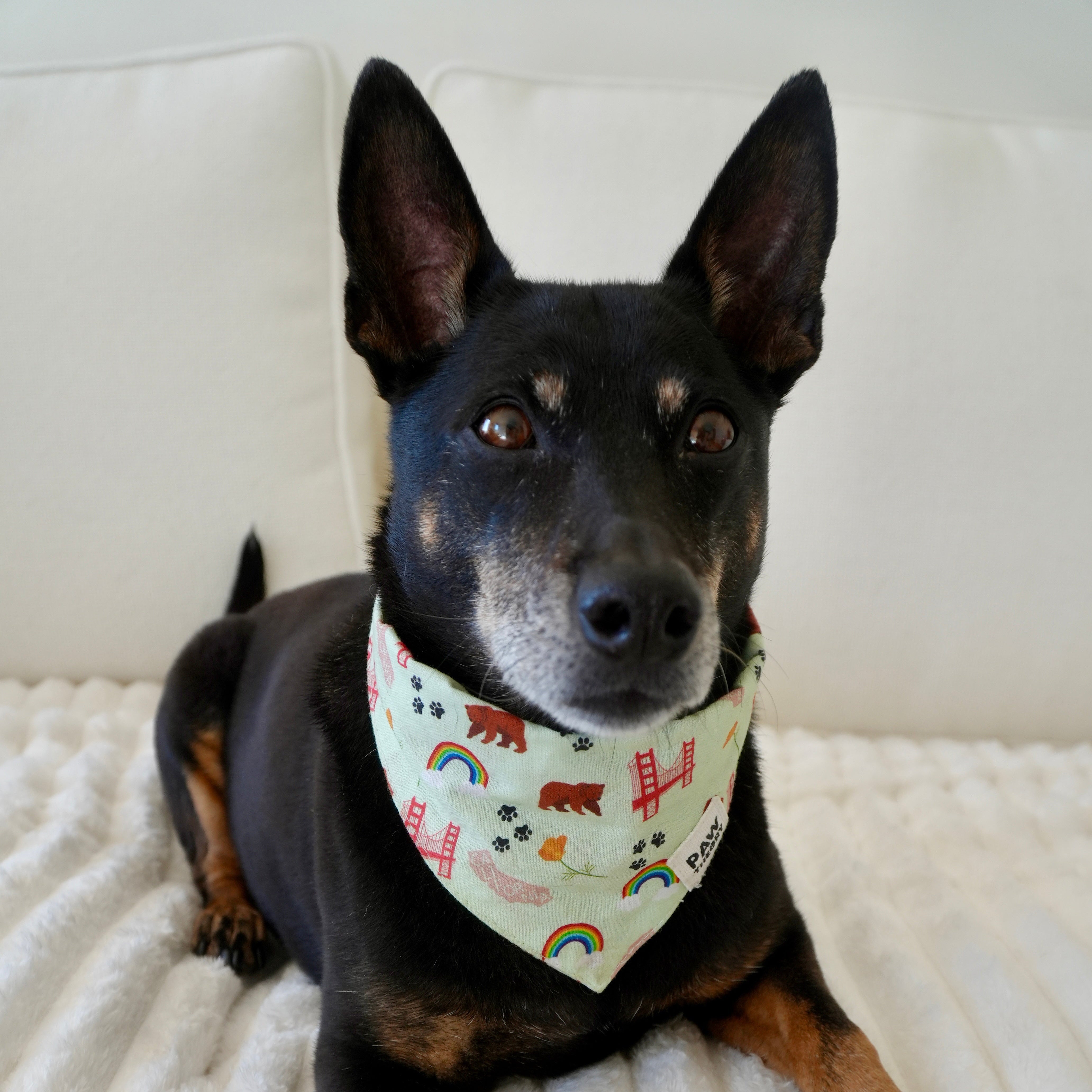 Dog wearing a bandana with rainbow and cloud pattern on a white couch