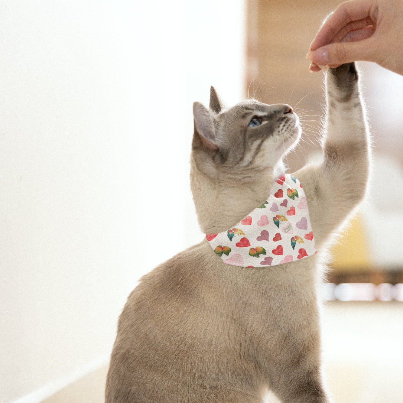Cat wearing a colorful bandana with hearts and flowers, reaching up towards a hand.