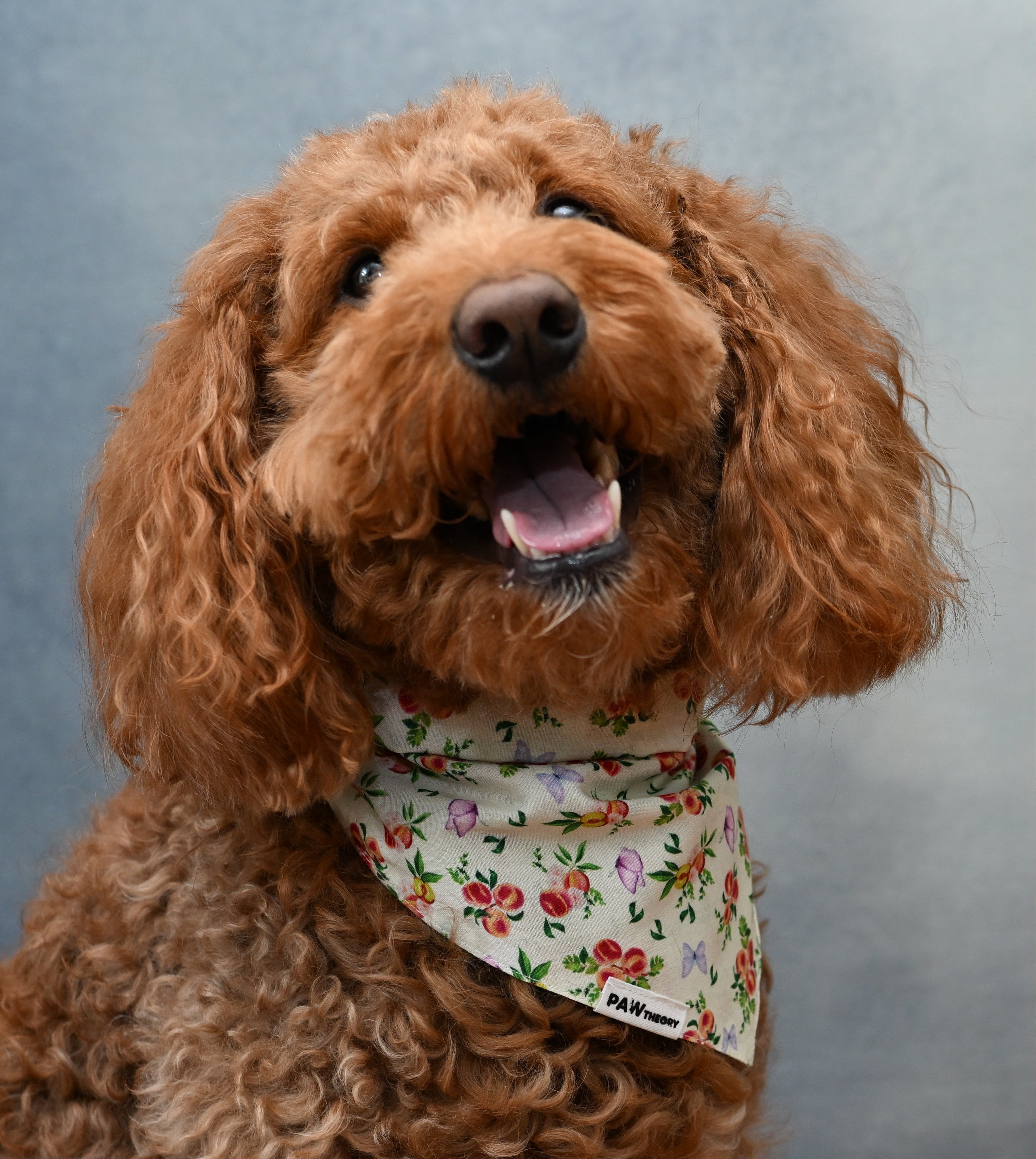 Momo “Peach” Dog Bandana