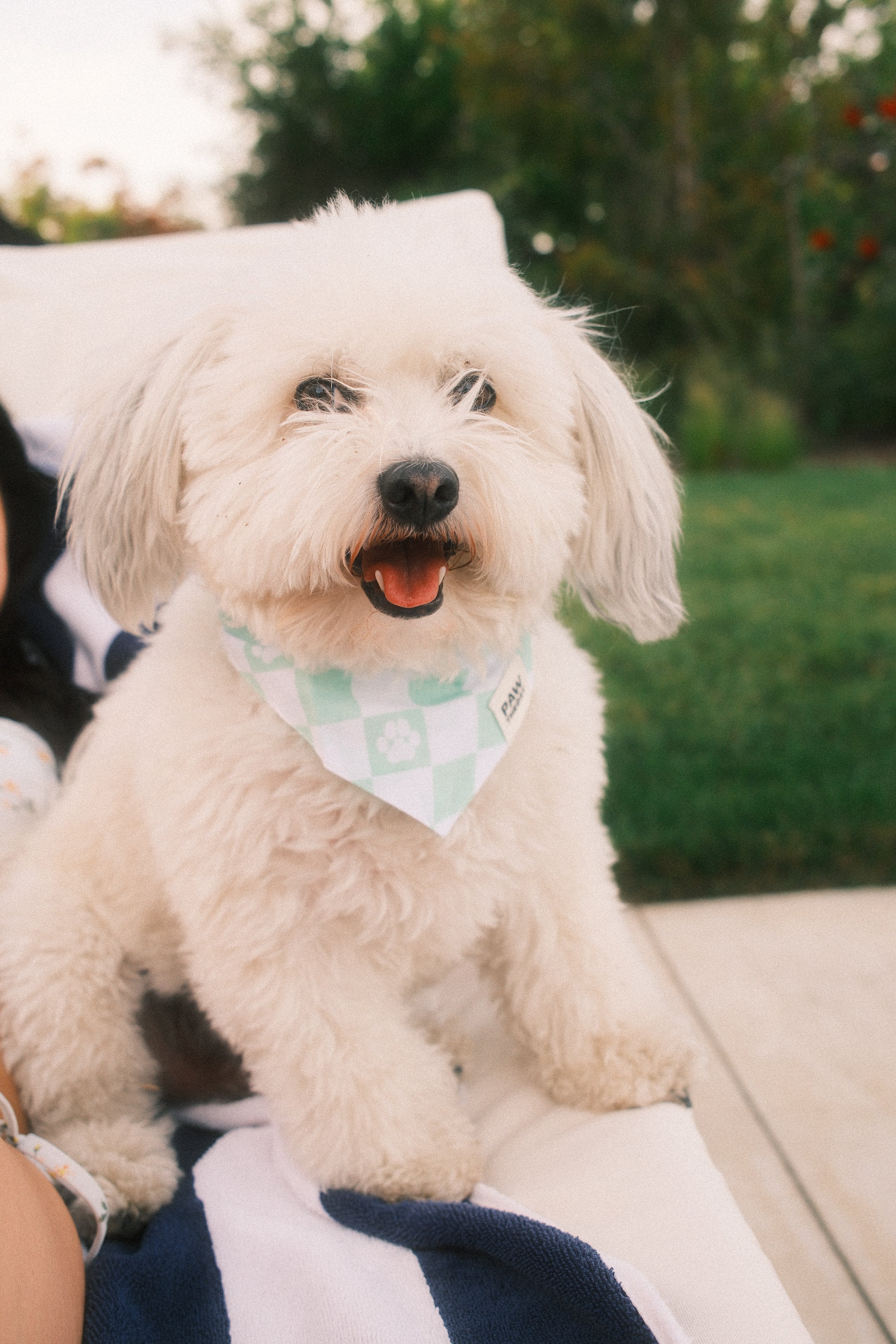 Small smiling bichon white dog in a sage green checker dog bandana with an asthetic background mowed grass