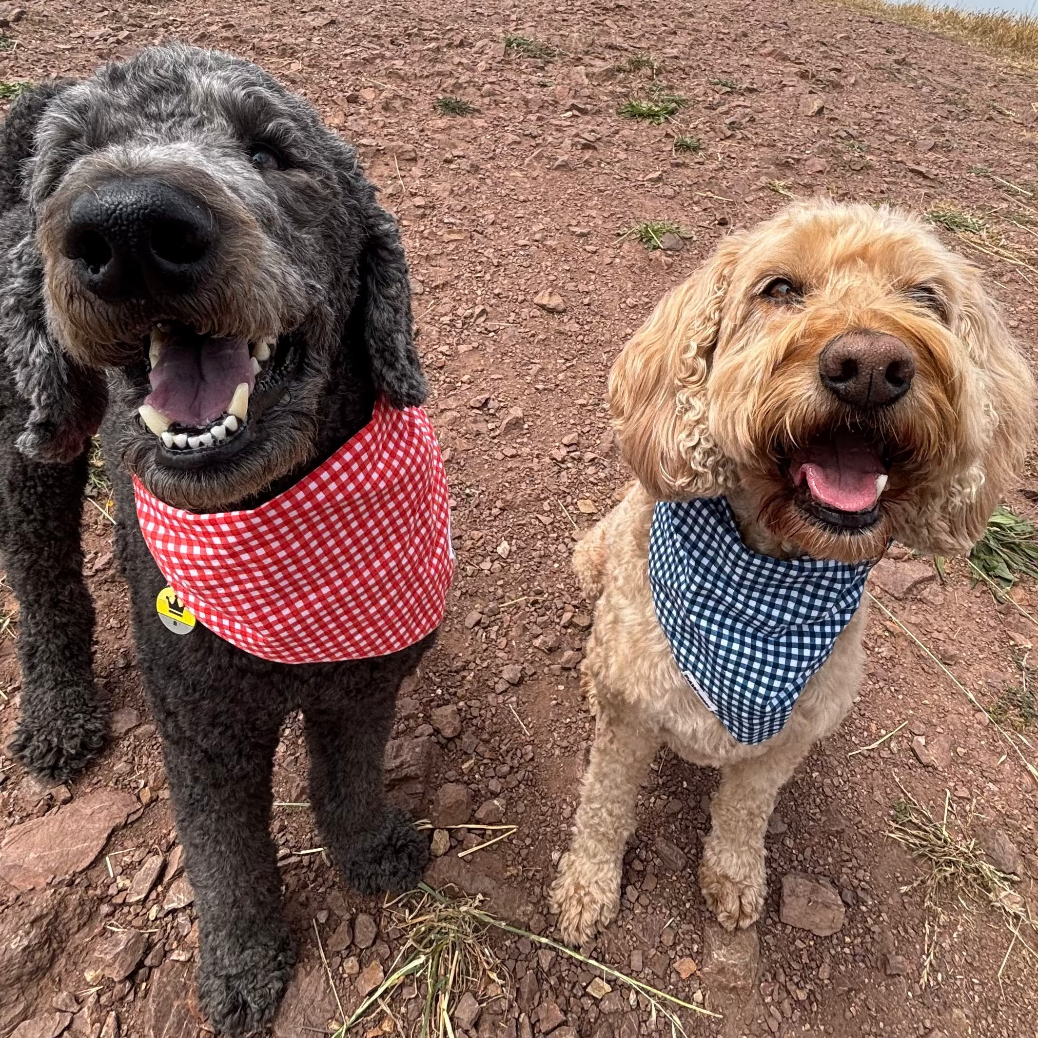 Three dogs wearing gingham bandanas from The Picnic Pack by Paw Theory Pets