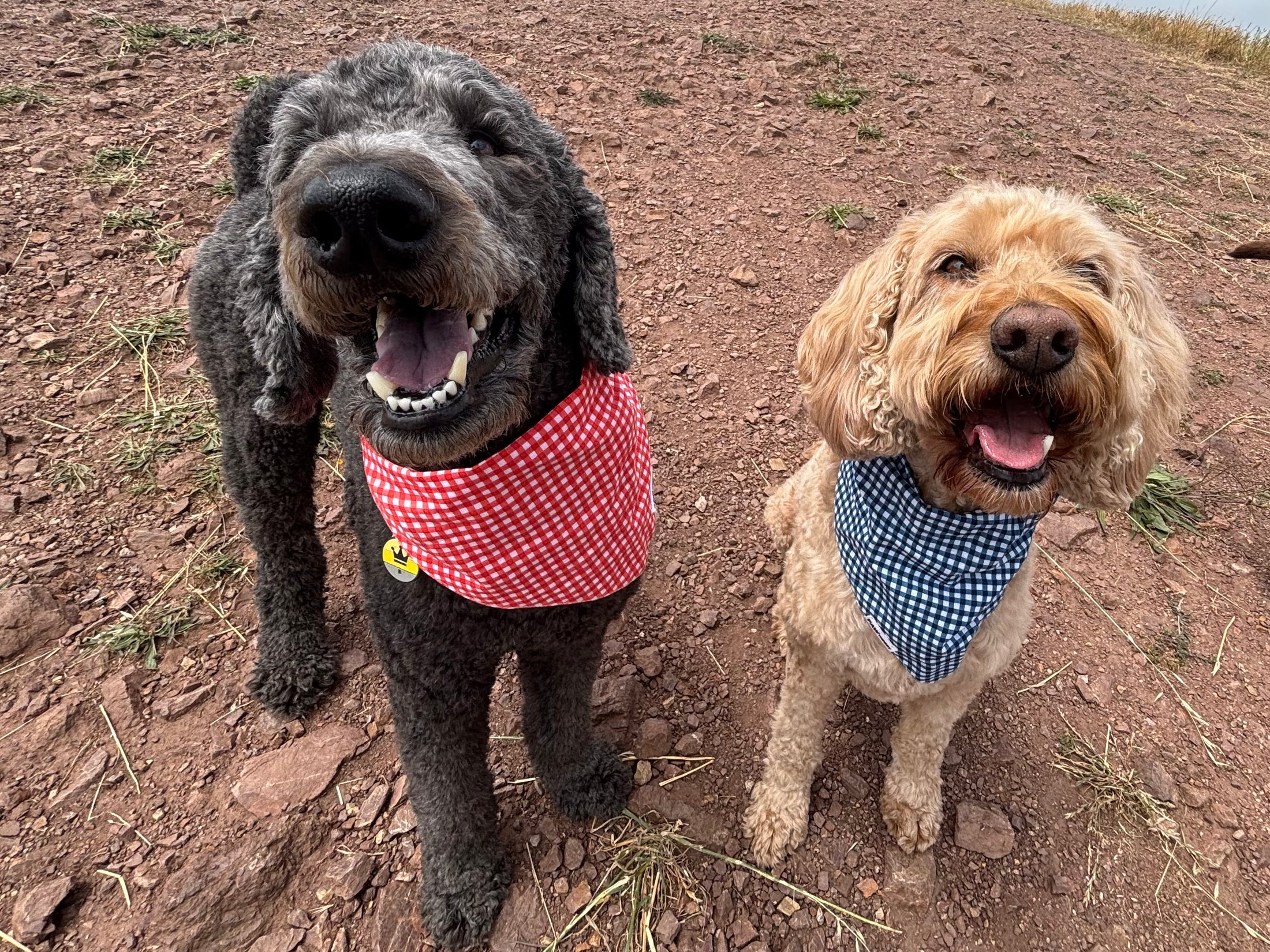 Three dogs wearing gingham bandanas from The Picnic Pack by Paw Theory Pets