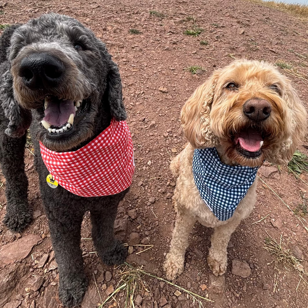 Three dogs wearing gingham bandanas from The Picnic Pack by Paw Theory Pets
