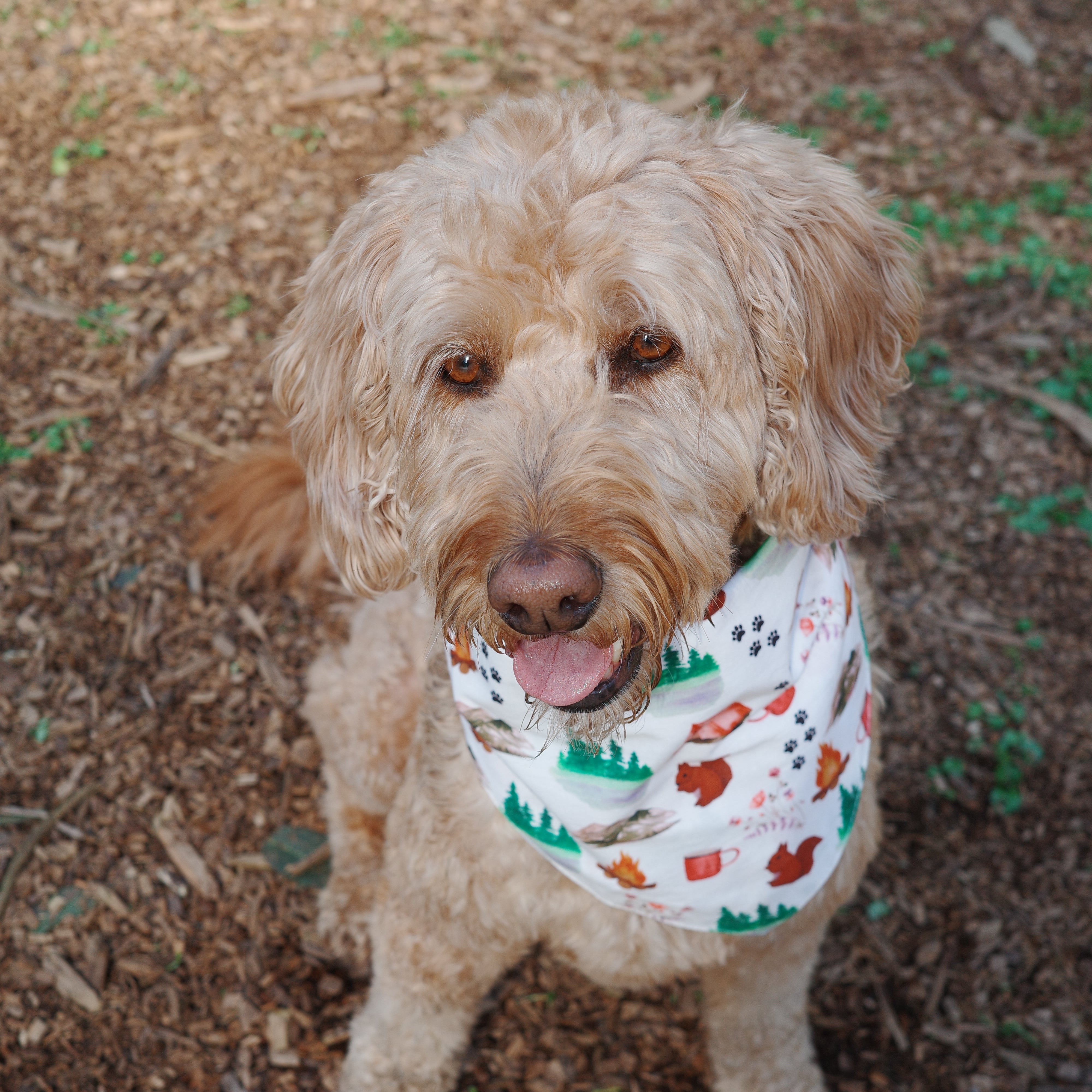 A golden doodle dog wearing a white bandana with a forest pattern of green trees, red houses, and brown animals, sitting on a wood chip ground.