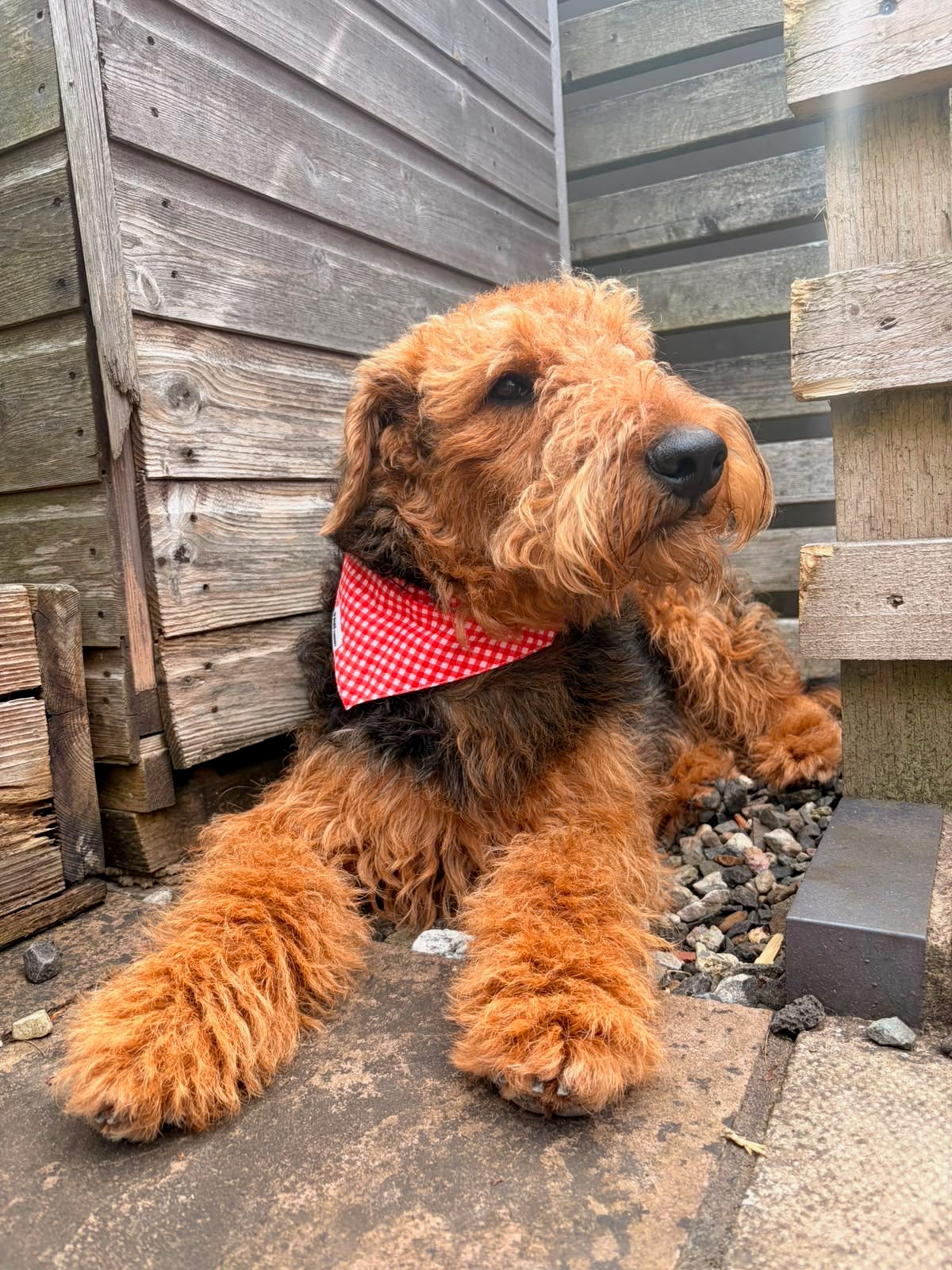 Dog wearing Strawberry red gingham bandana from The Picnic Pack by Paw Theory Pets